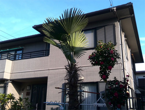 �����ȕ�炵���ł���}�C�z�[��